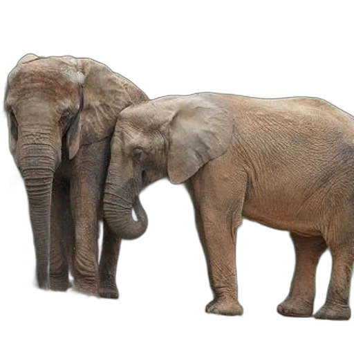 animal, photorealistic, 3d render, concept art, two, elephants, standing, close transparent PNG cut-out