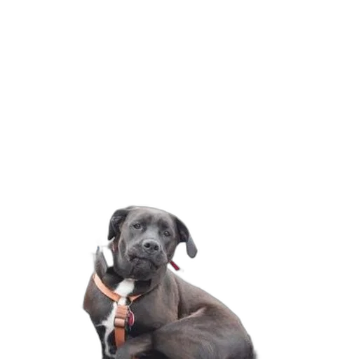 staff, animal, creature, weapon, photorealistic, 3d render, two, pictures transparent PNG cut-out
