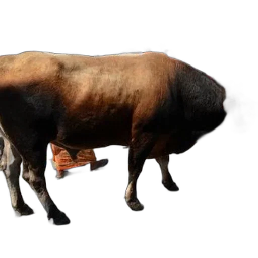 animal, food, creature, weapon, photorealistic, concept art, 3d render, large transparent PNG cut-out