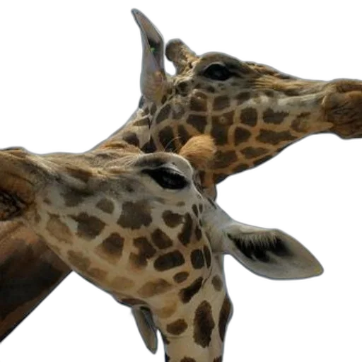 animal, creature, staff, face, 3d render, photorealistic, two, giraffes transparent PNG cut-out