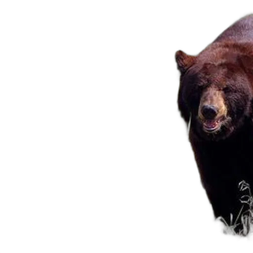 animal, creature, photorealistic, majestic, brown, bear, stands, grassy transparent PNG cut-out