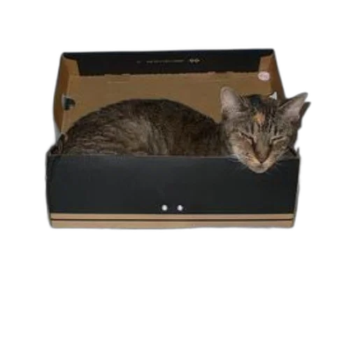 furniture, animal, staff, cat, sitting, shoebox, desk, various transparent PNG cut-out