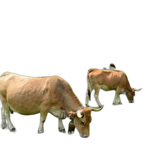 animal, creature, food, jewelry, 3d render, concept art, photorealistic, pixel art transparent PNG cut-out