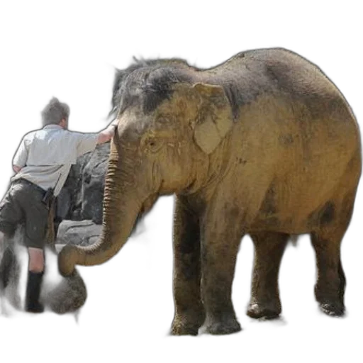 animal, creature, concept art, photorealistic, zookeeper, interacts, elephant, naturalistic transparent PNG cut-out