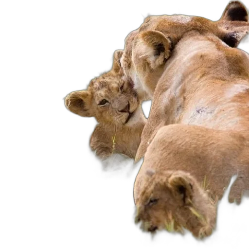 animal, hair, crown, creature, photorealistic, 3d render, concept art, oil painting transparent PNG cut-out