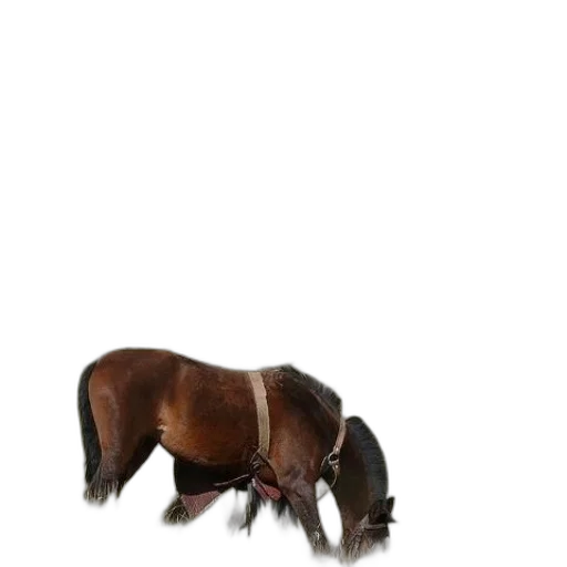 animal, creature, hair, hat, 3d render, photorealistic, concept art, fantasy art transparent PNG cut-out