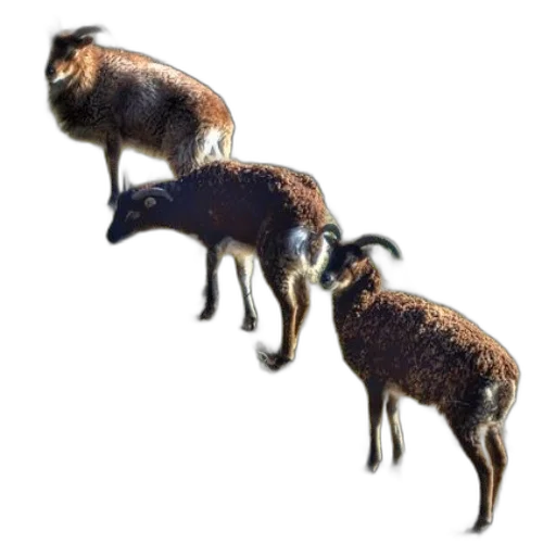 animal, creature, staff, weapon, concept art, 3d render, photorealistic, pixel art transparent PNG cut-out