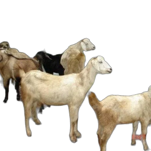 animal, concept art, 3d render, photorealistic, group, goats, stands, dirt transparent PNG cut-out