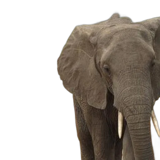 animal, two, elephants, stand, dirt, path, grassy, area transparent PNG cut-out