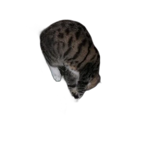 hat, animal, creature, staff, photorealistic, 3d render, cat, sitting transparent PNG cut-out