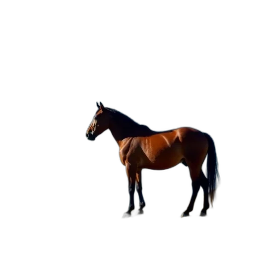 animal, creature, crown, hair, photorealistic, 3d render, concept art, pixel art transparent PNG cut-out