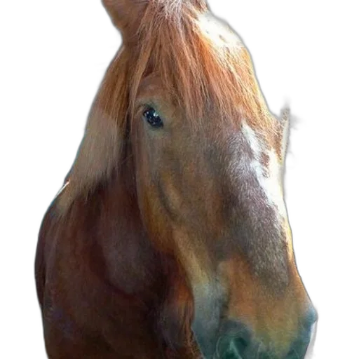 animal, face, hair, creature, photorealistic, oil painting, 3d render, watercolor transparent PNG cut-out