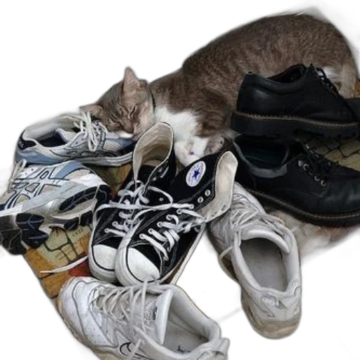 shoes, animal, photorealistic, monochrome, cat, sleeping, pile, including transparent PNG cut-out