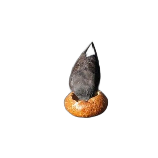 food, hat, crown, hair, photorealistic, 3d render, concept art, pigeon transparent PNG cut-out