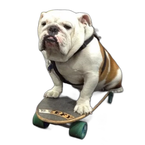animal, creature, car, photorealistic, 3d render, concept art, bulldog, wearing transparent PNG cut-out