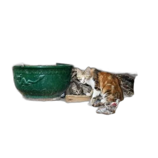 hat, animal, shoes, photorealistic, green, cat, sits, stone transparent PNG cut-out