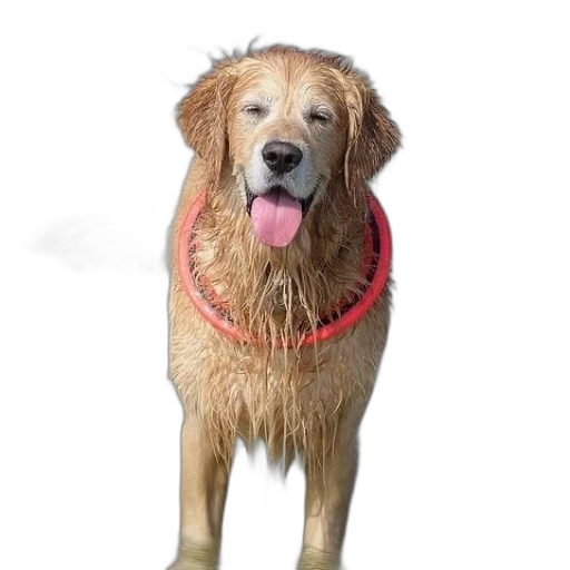 animal, creature, staff, photorealistic transparent PNG cut-out
