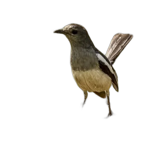 animal, staff, creature, hat, 3d render, photorealistic, concept art, watercolor transparent PNG cut-out