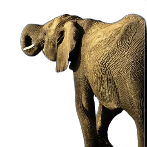 animal, creature, staff, mask, 3d render, photorealistic, concept art, majestic transparent PNG cut-out