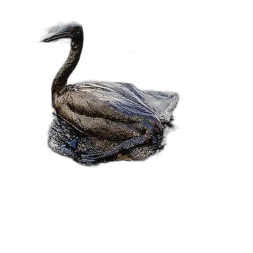 animal, hair, dragon, hat, photorealistic, concept art, oil painting, 3d render transparent PNG cut-out
