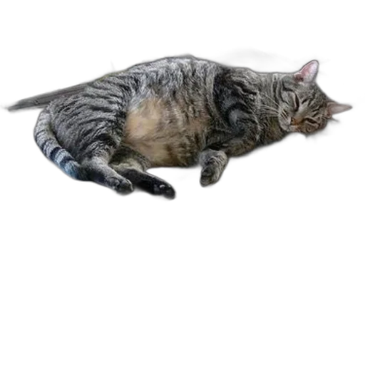 animal, staff, creature, weapon transparent PNG cut-out