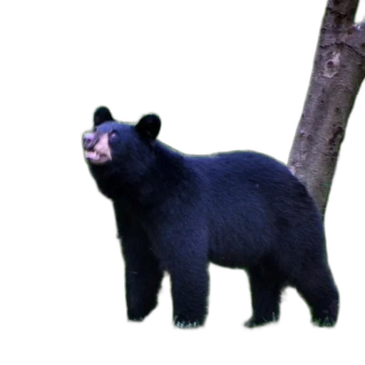 animal, creature, staff, face, 3d render, concept art, photorealistic, pixel art transparent PNG cut-out