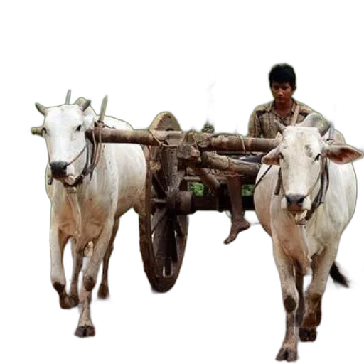animal, weapon, car, photorealistic transparent PNG cut-out