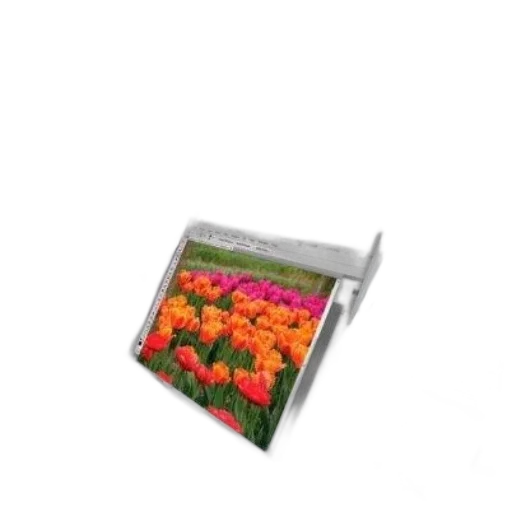 flower, furniture, photorealistic, 3d render, oil painting, teach, yourself, visually transparent PNG cut-out
