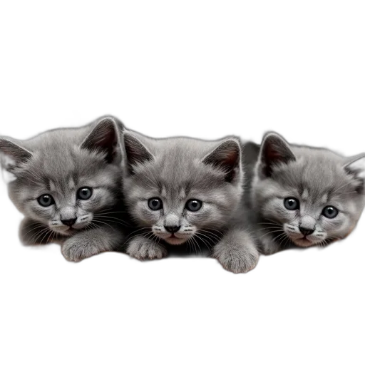 animal, photorealistic, 3d render, oil painting, concept art, group, five, kittens transparent PNG cut-out