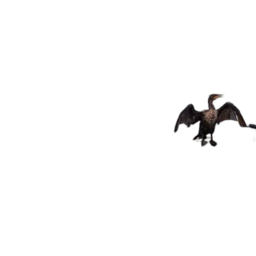 animal, dragon, creature, shoes, pixel art, 3d render, concept art, photorealistic transparent PNG cut-out