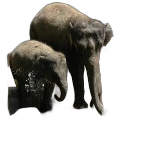 animal, hat, creature, mask, concept art, 3d render, photorealistic, two transparent PNG cut-out