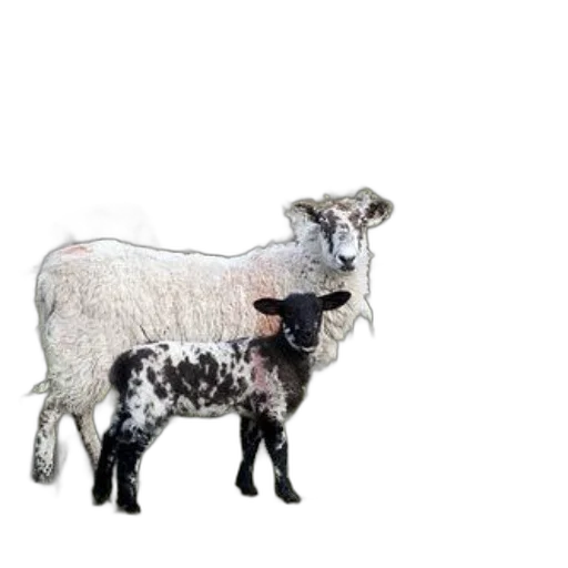 animal, creature, weapon, staff, photorealistic, pixel art, 3d render, concept art transparent PNG cut-out