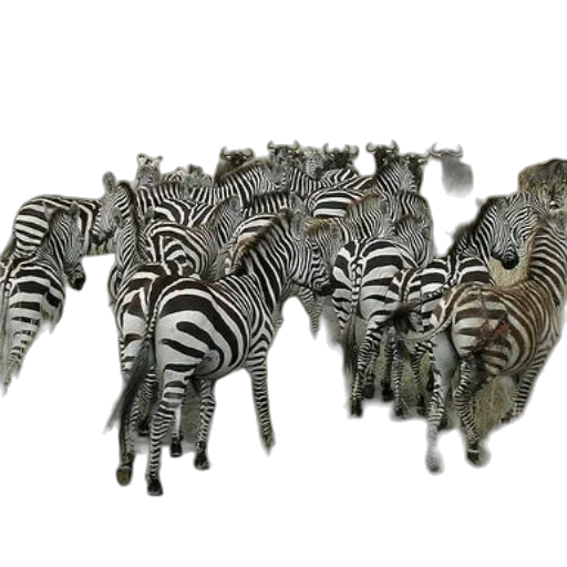 animal, jewelry, shoes, furniture, 3d render, concept art, photorealistic, monochrome transparent PNG cut-out