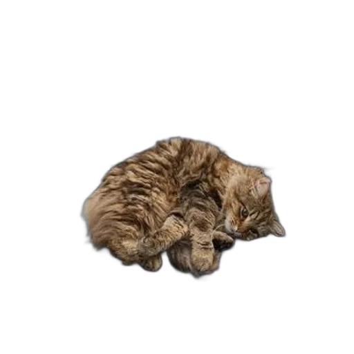 animal, staff, jacket, creature, photorealistic, 3d render, pixel art, concept art transparent PNG cut-out