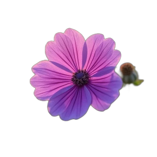 flower, crown, jewelry, animal transparent PNG cut-out