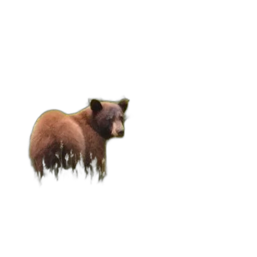 animal, creature, hair, face transparent PNG cut-out