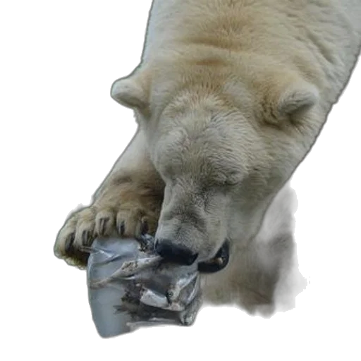 shoes, animal, mask, creature, photorealistic, concept art, 3d render, polar transparent PNG cut-out