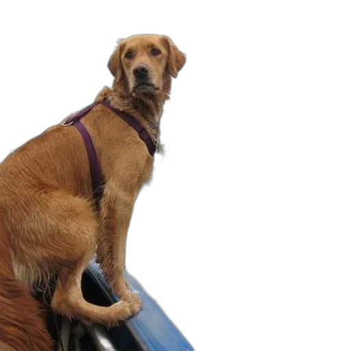staff, animal, creature, golden, retriever, wearing, harness, sits transparent PNG cut-out