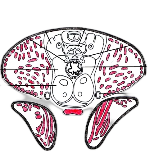robot, food, concept art, cartoon, cross-sectional, diagram, spinal, cord transparent PNG cut-out