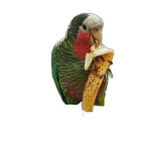 animal, food, creature, staff, photorealistic, 3d render, oil painting, watercolor transparent PNG cut-out
