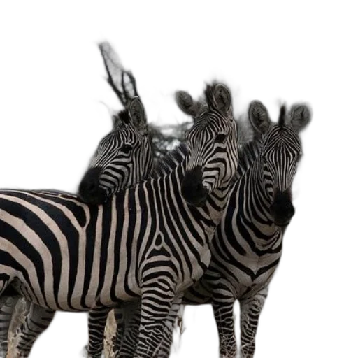 animal, creature, 3d render, photorealistic, concept art, monochrome, three, zebras transparent PNG cut-out