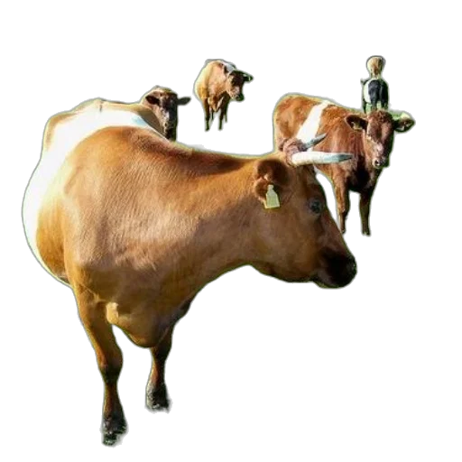 animal, jewelry, food, staff transparent PNG cut-out
