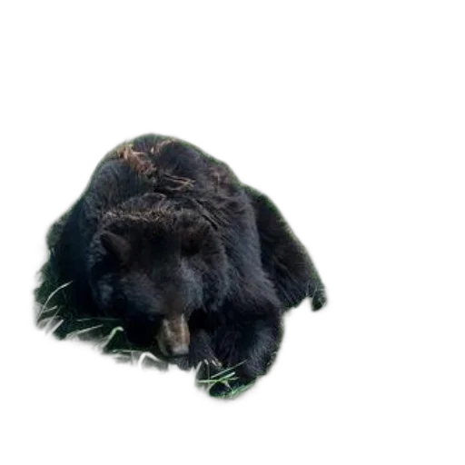 animal, hair, creature, hat, 3d render, photorealistic, concept art, pixel art transparent PNG cut-out