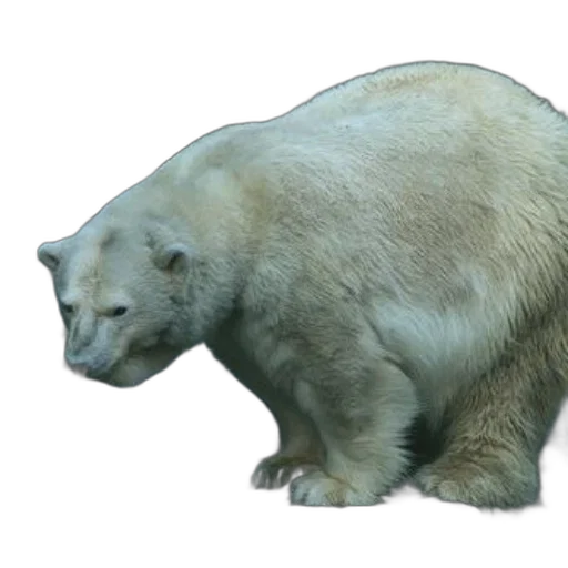 animal, creature, face, 3d render, concept art, photorealistic, polar, bear transparent PNG cut-out