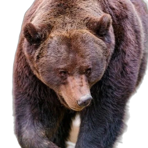 animal, creature, staff, face, photorealistic, close-up, photograph, brown transparent PNG cut-out