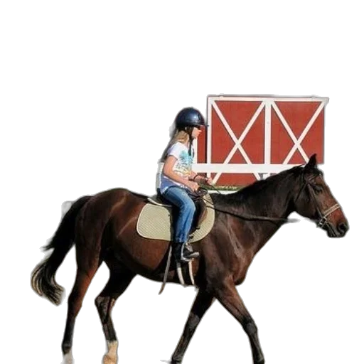 hat, animal, furniture, pixel art, concept art, 3d render, photorealistic, person transparent PNG cut-out