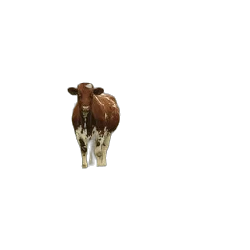 animal, creature, food, jewelry, 3d render, photorealistic, pixel art, concept art transparent PNG cut-out