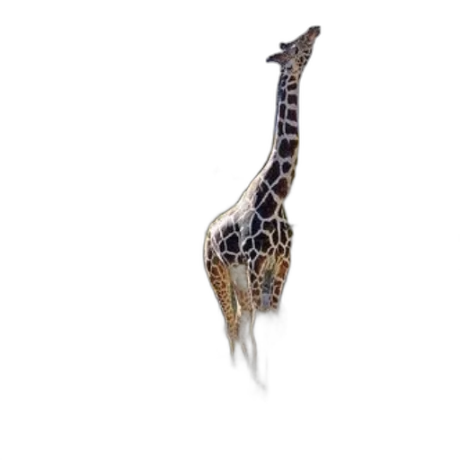 animal, creature, dragon, staff, photorealistic, 3d render, concept art, fantasy art transparent PNG cut-out