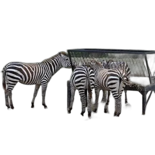 furniture, animal, jewelry, shoes, 3d render, concept art, photorealistic, group transparent PNG cut-out