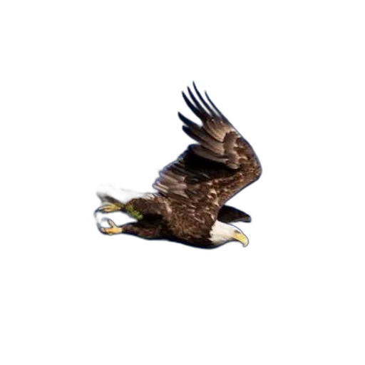 animal, creature, staff, hair, photorealistic, 3d render, pixel art, concept art transparent PNG cut-out